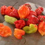 Scotch bonnet the hottest chili